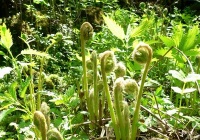 蕨菜图片大全_野生蕨菜图片