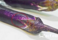 茄子热沙拉的做法
