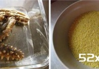 海参小米粥的家常做法