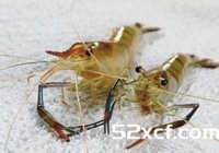海虾与河虾的区别是什么？详解哪个更有营养
