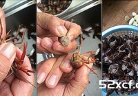 一嘴巴蒜香龙虾的做法