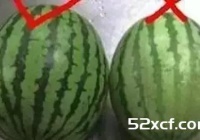 西瓜公母怎么看？西瓜有公母之分吗
