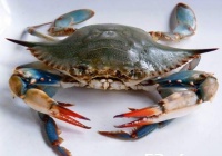 海蟹死了多久不能吃