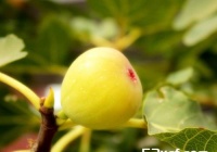 吃白无花果的好处