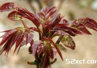 春天清火多吃8类芽菜花茶