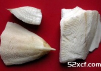 乌贼骨的功效与作用及食用方法