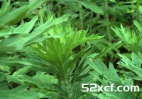 艾蒿的功效与作用