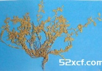 鹅不食草的功效与作用及禁忌