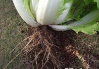 白菜根的功效与作用