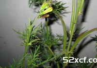 青蒿的功效与作用