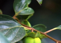 柿子叶能治胃病吗？柿子叶能修护胃黏膜治胃炎吗