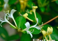 生活中常用金银花治疗各种疾病偏方汇总