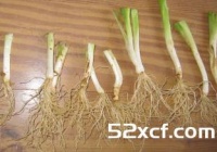葱白水怎么煮效果最好