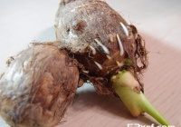 芋头发芽能吃吗