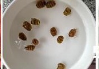 石斛水鸭汤的养生做法