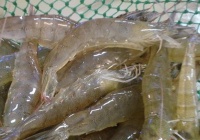 虾的功效与作用及食用方法