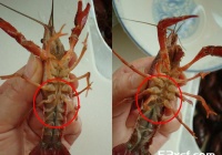 挑选小龙虾怎么辨别公母的方法和技巧附视频教程