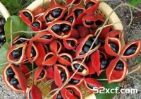 阿基果是什么水果？阿基果怎么吃好？