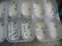 奶油绿豆冰棒的做法