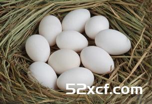 鸽子蛋的营养价值