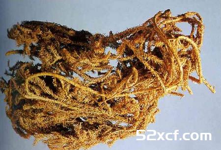 伸筋草的功效与作用