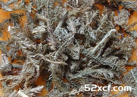 伸筋草的功效与作用