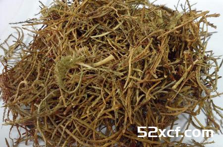 伸筋草的功效与作用