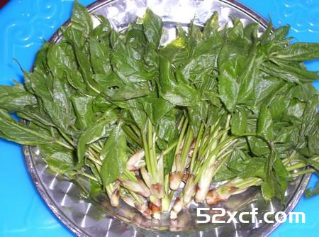 刺五加的功效与作用
