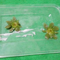 解草莓圣诞雪人