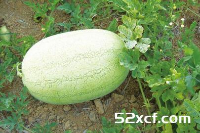 夏季消暑消最佳利器：首先西瓜