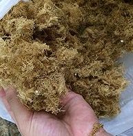 海石花的家常做法