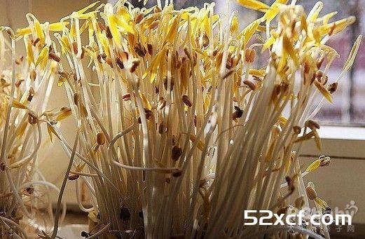 麻香豆芽掐菜的做法