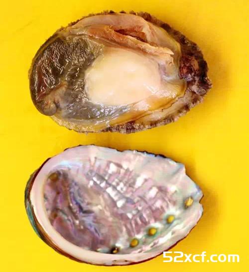 鲍鱼壳海带汤的做法