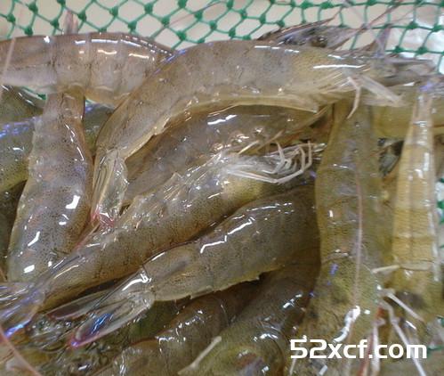 虾的功效与作用及食用方法