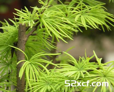 土荆皮的作用与功效及营养价值讲解-我爱下厨房