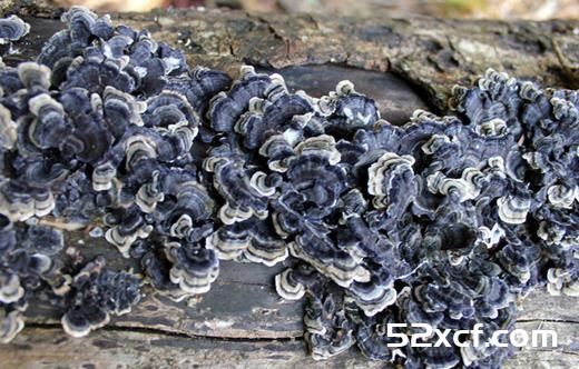 石耳的功效与作用_石耳的营养价值解析-我爱下厨房