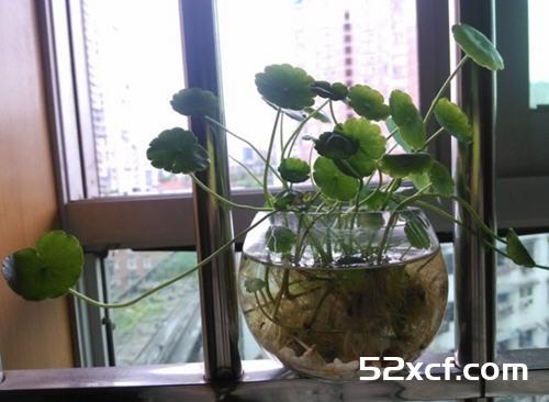 金钱草的功效与作用及禁忌