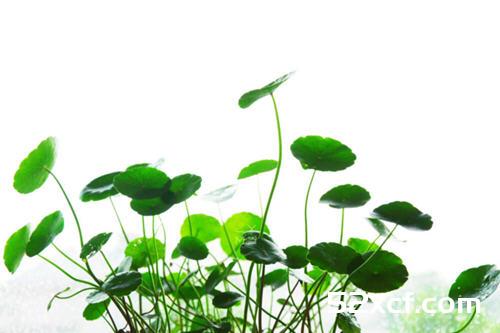 金钱草的功效与作用及禁忌