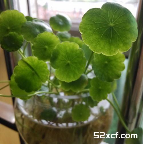 金钱草的功效与作用及禁忌