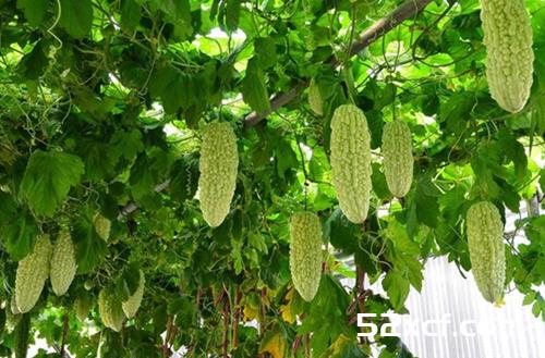 生活中常见蔬菜英语单词对照表