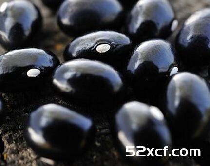 黑豆的营养价值