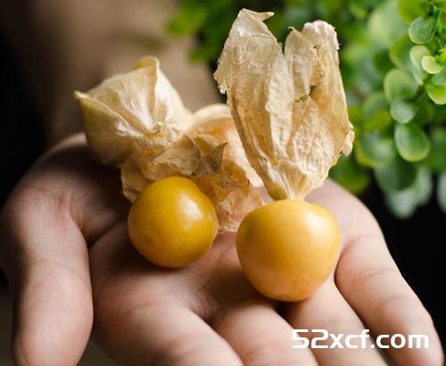 灯笼果与姑娘果的区别？