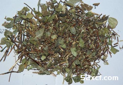 络石藤的功效与作用及食用方法