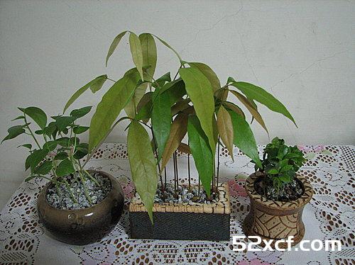 荔枝盆栽种植方法图文教程