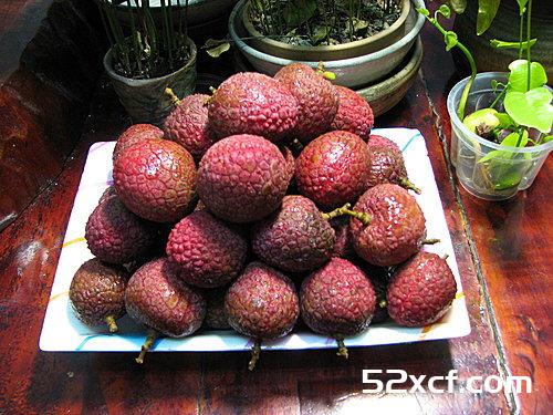 荔枝盆栽种植方法图文教程