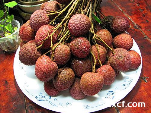 荔枝盆栽种植方法图文教程