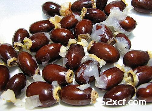荔枝盆栽种植方法图文教程