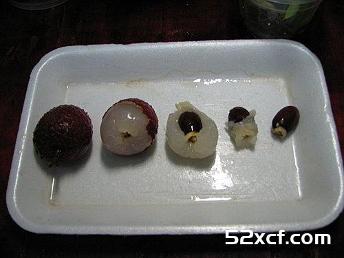 荔枝盆栽种植方法图文教程