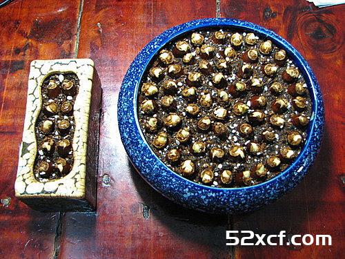 荔枝盆栽种植方法图文教程