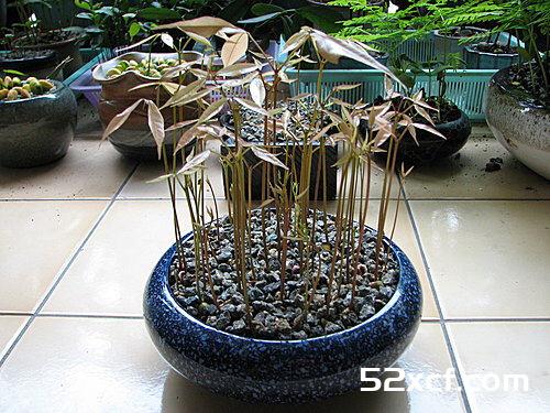 荔枝盆栽种植方法图文教程